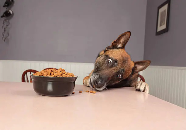 Belgian Malinois Homemade Dog Food Benefits